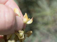 Lupinus angustiflorus