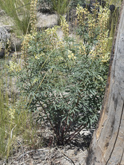 Lupinus angustiflorus