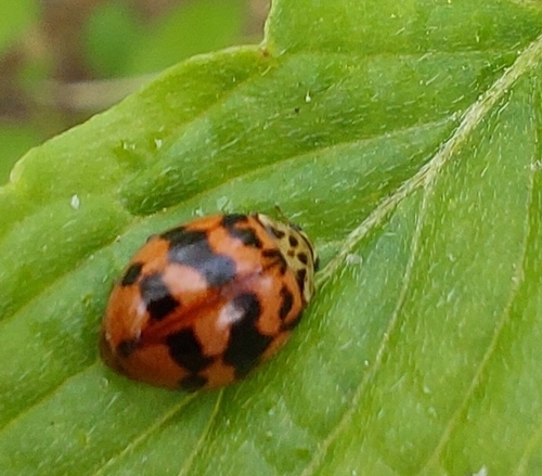 Dvitaškė adalija nuotrauka