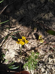 Rhynchosia ferulifolia