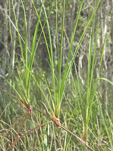 Image of Cladium procerum by (c) Scott W. Gavins, some rights reserved (CC BY)