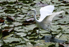 Egretta garzetta