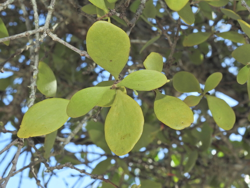 Image of Lysiana maritima by (c) Scott W. Gavins, some rights reserved (CC BY)