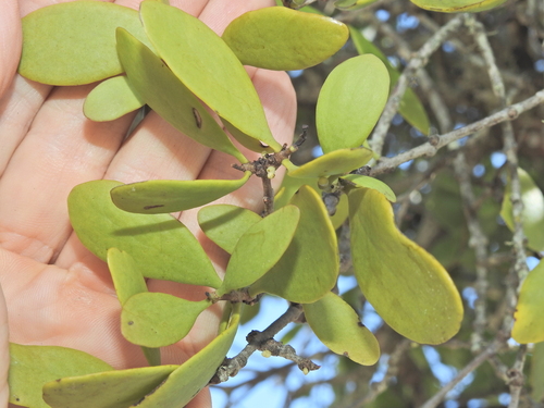 Image of Estuarine Mistletoe (Lysiana maritima) by (c) Scott W. Gavins, some rights reserved (CC BY)