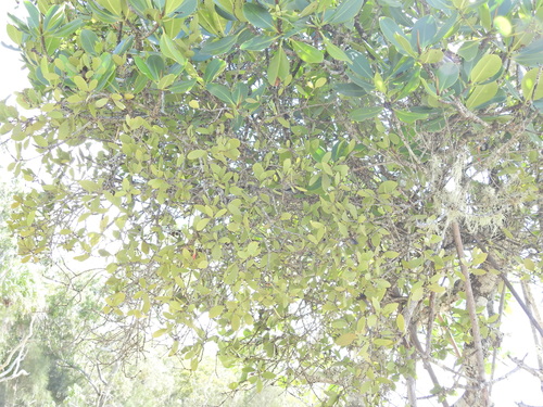Image of Lysiana maritima by (c) Scott W. Gavins, some rights reserved (CC BY)