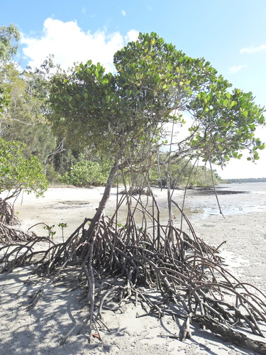 Image of Lysiana maritima by (c) Scott W. Gavins, some rights reserved (CC BY)
