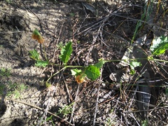 Hermannia scabricaulis