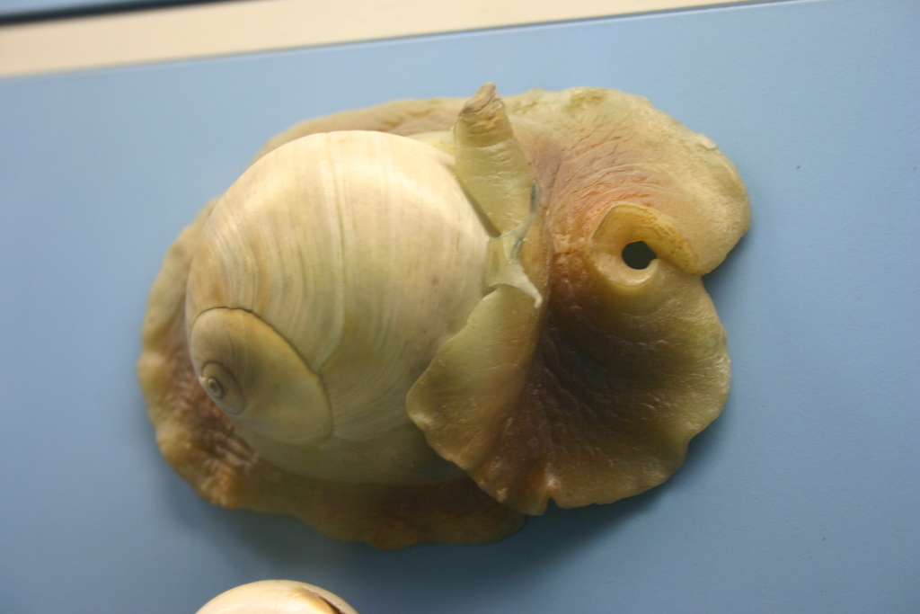 lobed moon snail (Polinices duplicatus) · iNaturalist