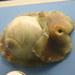 Lobed Moon Snail - Photo (c) Ryan Somma, some rights reserved (CC BY-SA)
