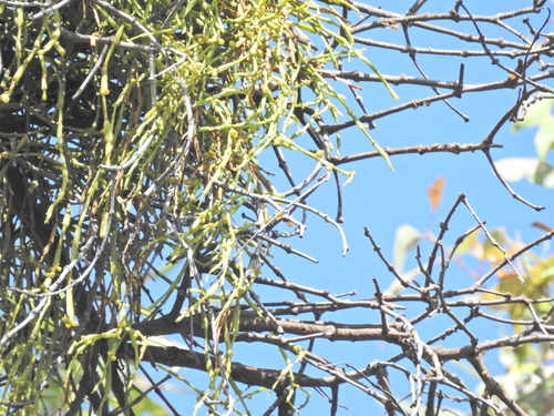 Image of Viscum articulatum by (c) Scott W. Gavins, some rights reserved (CC BY)