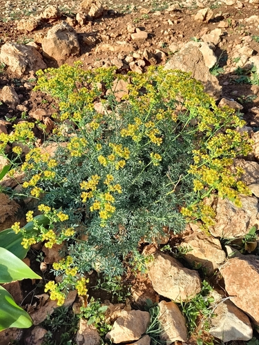 Fringed Rue
