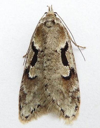 Merrick's Semioscopis photo 5