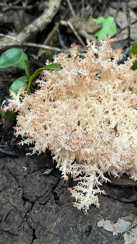 Hericium novae-zealandiae · April 2025 · photo: © parkecology (iNaturalist, cc-by)