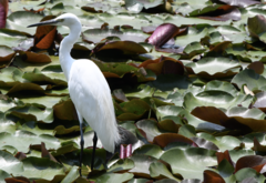 Egretta garzetta