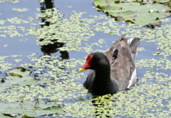 Gallinula chloropus