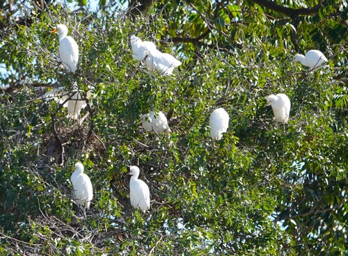 Western Cattle-Egret