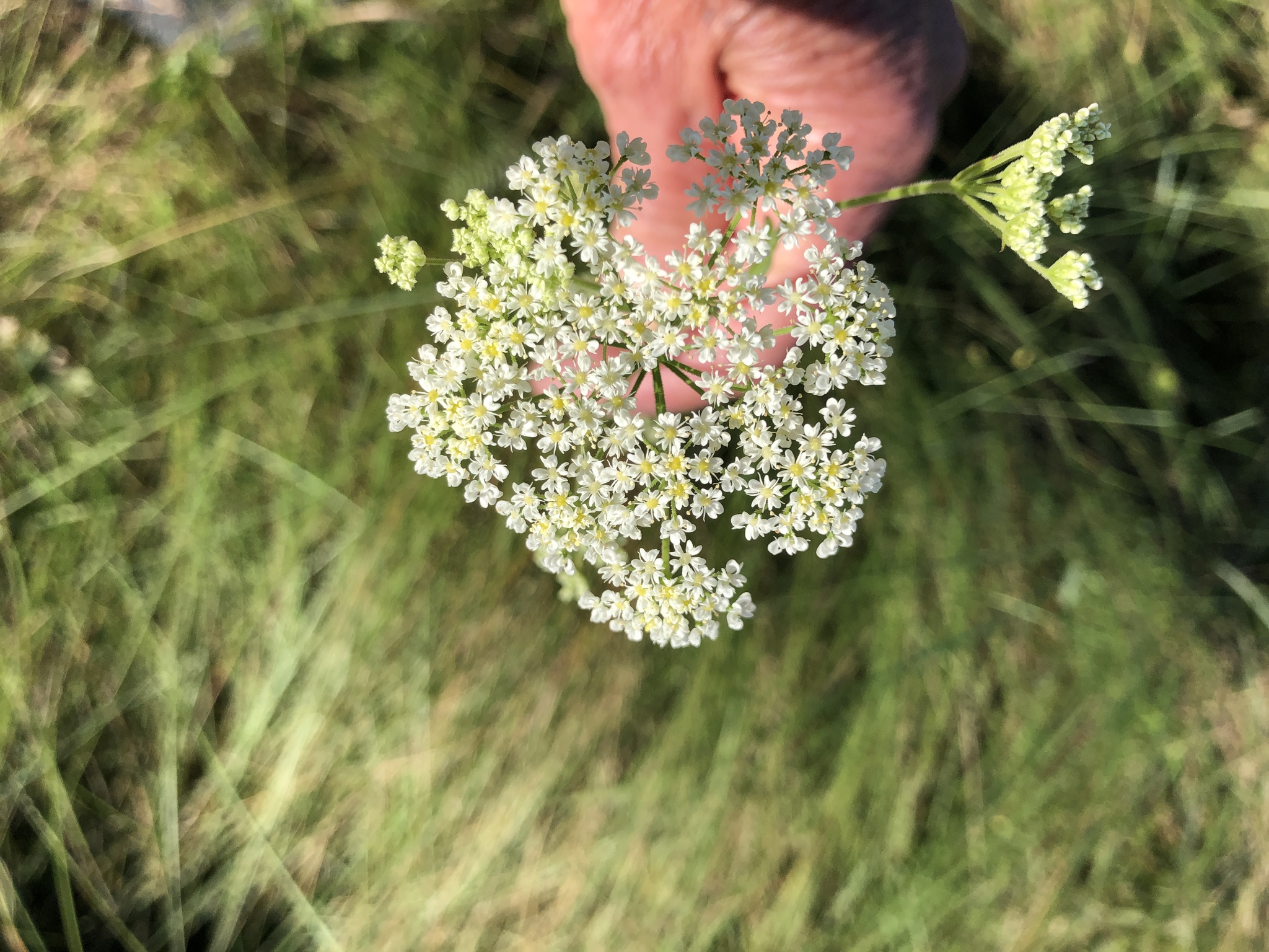 Grassveld Anise (Pimpinella afra)