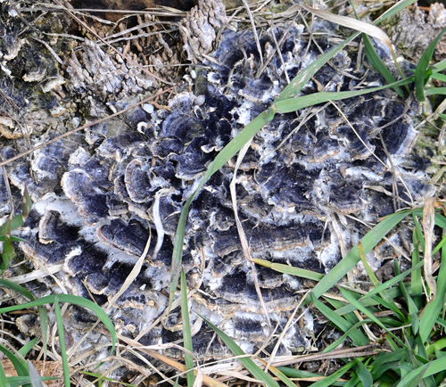 Trametes versicolor