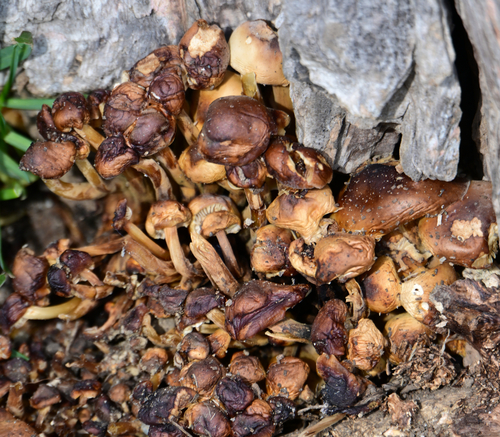 Flammulina velutipes