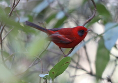 Red Warbler photo 3