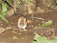 Niviventer cremoriventer