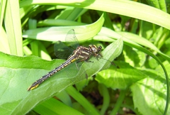 Phanogomphus exilis