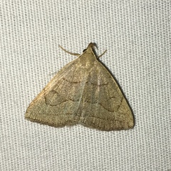 Zanclognatha pedipilalis