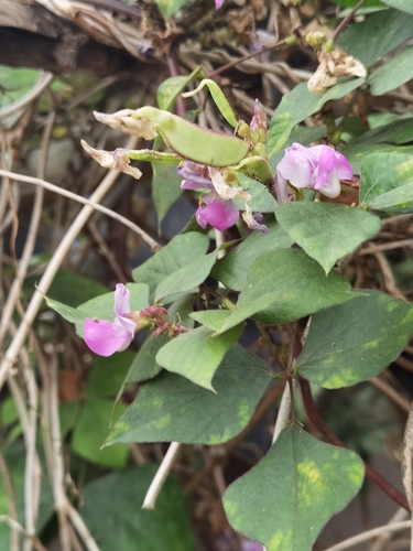 Hyacinth bean