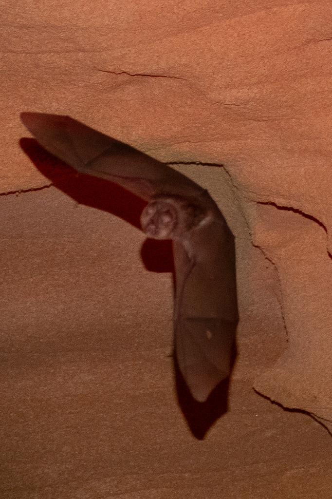 Maghreb Leaf-nosed Bat