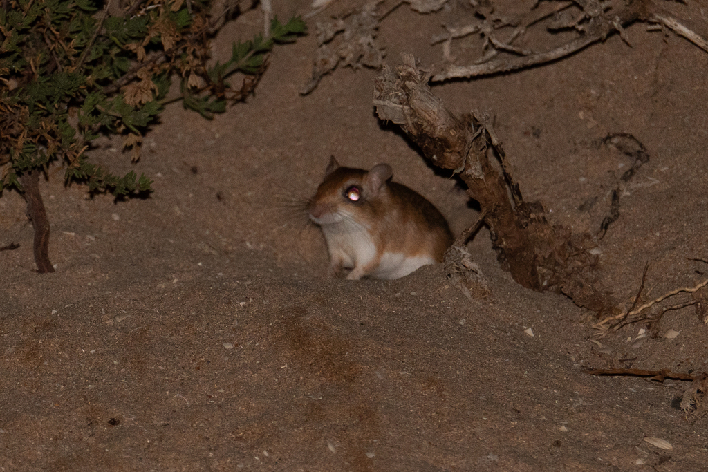 Hoogstraal's Gerbil
