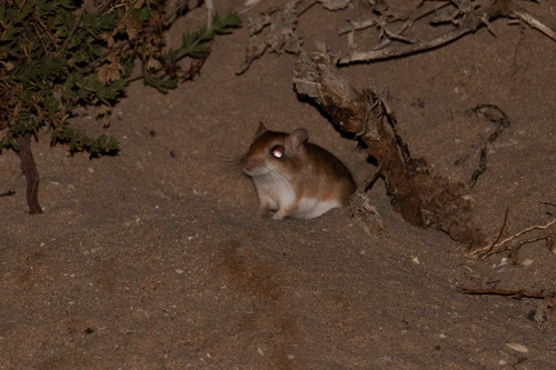 Hoogstraal's Gerbil