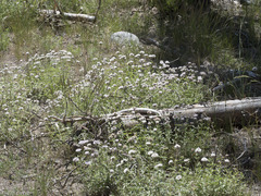 Monardella odoratissima pallida