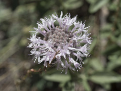 Monardella odoratissima pallida