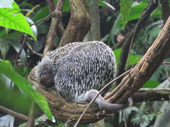 Coendou longicaudatus