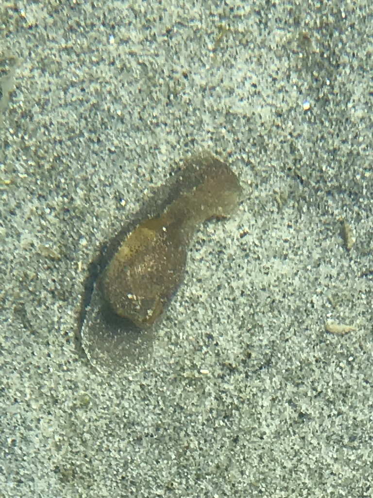 blister glassy-bubble