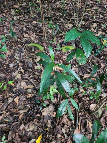 Corymborkis veratrifolia iNat (3)