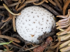 Lycoperdon subcretaceum