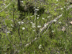 Perideridia parishii latifolia