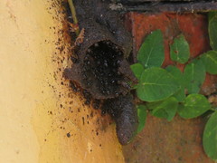 Lestrimelitta spinosa