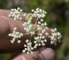 Perideridia parishii latifolia