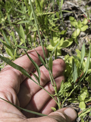 Perideridia parishii latifolia