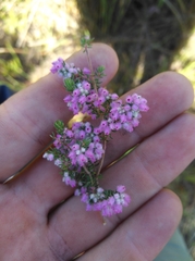Erica parviflora
