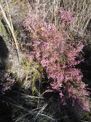 Erica parviflora
