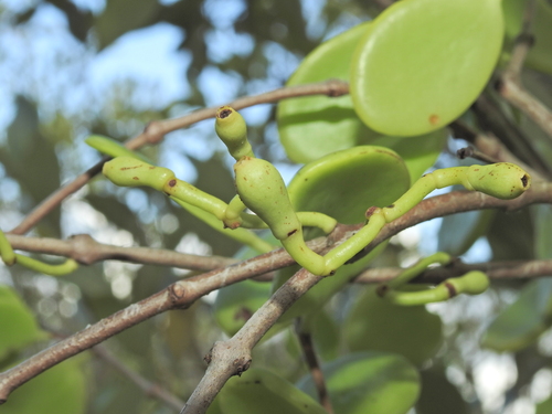 Image of Amyema mackayensis by (c) Scott W. Gavins, some rights reserved (CC BY)