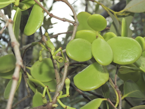 Image of Amyema mackayensis by (c) Scott W. Gavins, some rights reserved (CC BY)