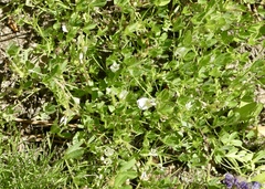 Trifolium monanthum