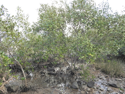 Image of Amyema mackayensis by (c) Scott W. Gavins, some rights reserved (CC BY)
