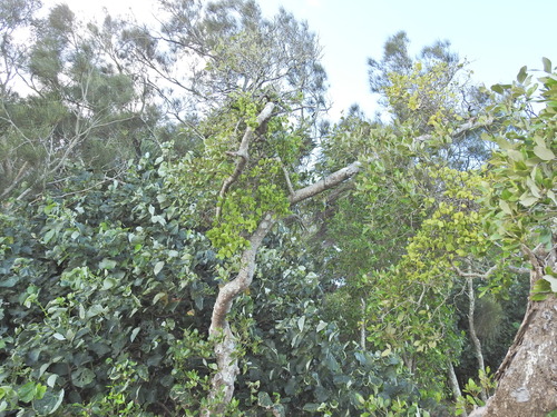 Image of Amyema mackayensis by (c) Scott W. Gavins, some rights reserved (CC BY)