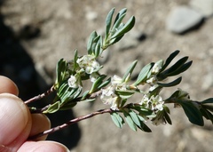 Polygonum shastense