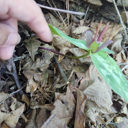Relict Trillium (Trillium reliquum)